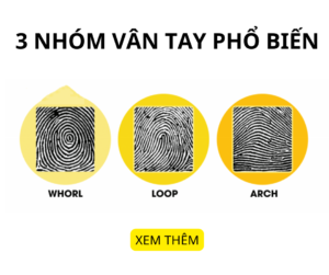 3 nhóm vân tay phổ biến