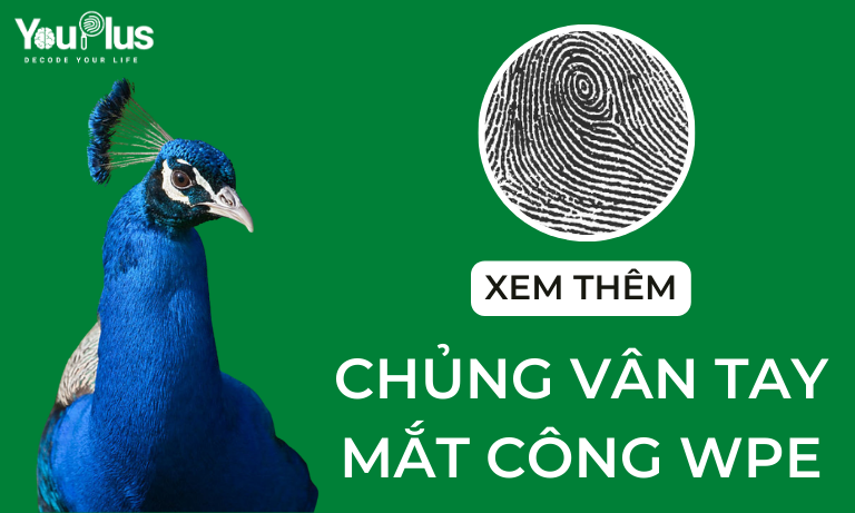 CHỦNG VÂN TAY MẮT CÔNG WPE